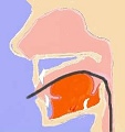 経口内視鏡検査